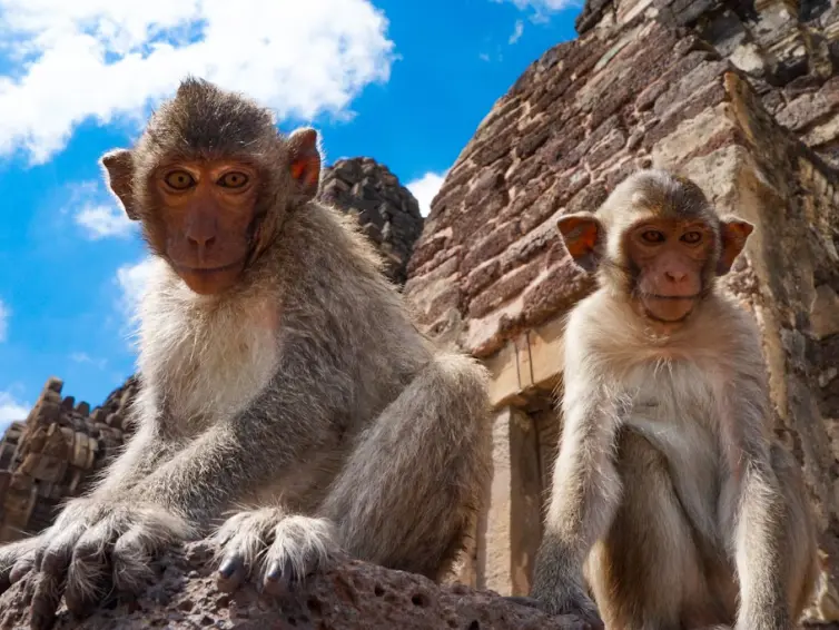 Monkeys on a temple in Lopburi, central Thailand.
